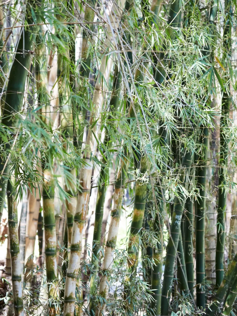 Naturfotografie von Dietlind Wolf mit dicht gewachsenem Bambus und grünen Blättern im natürlichen Licht – ruhige Naturstudie über Struktur, Wachstum und organische Formen.