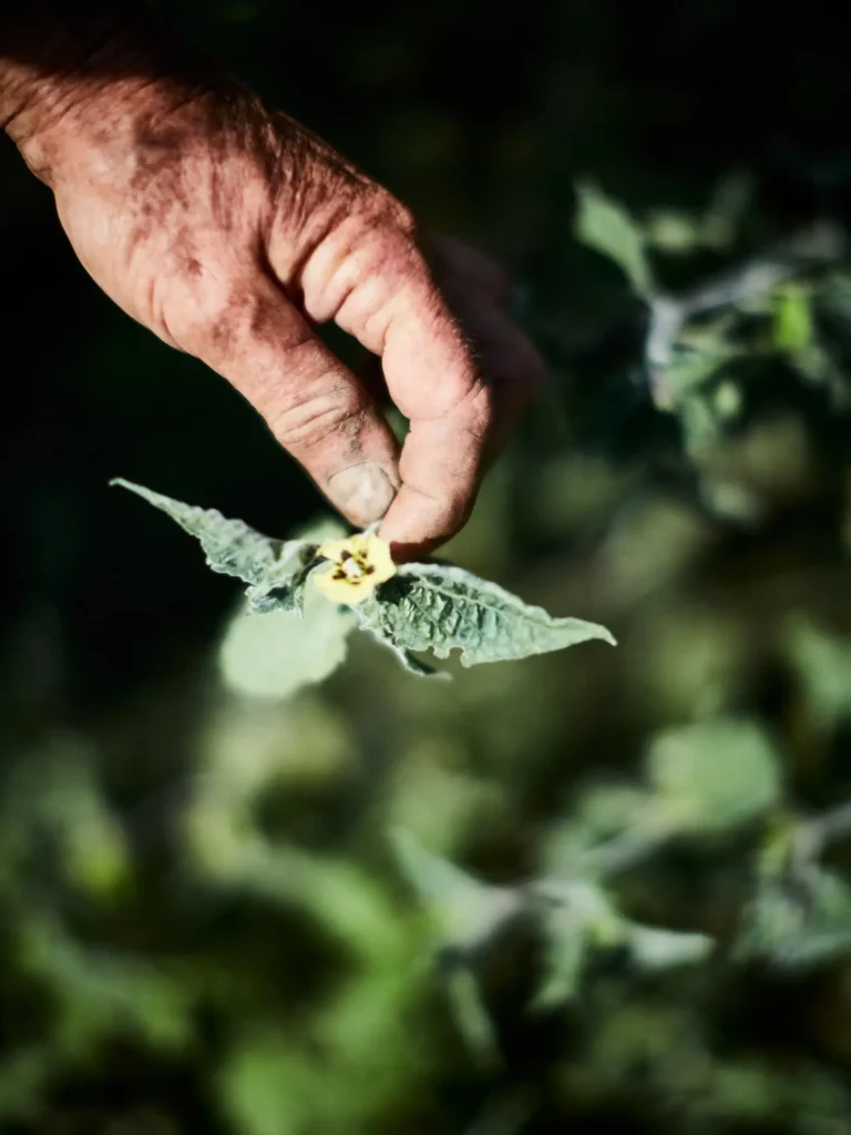 Hand hält eine kleine gelbe Blüte an grünen Blättern im Garten.