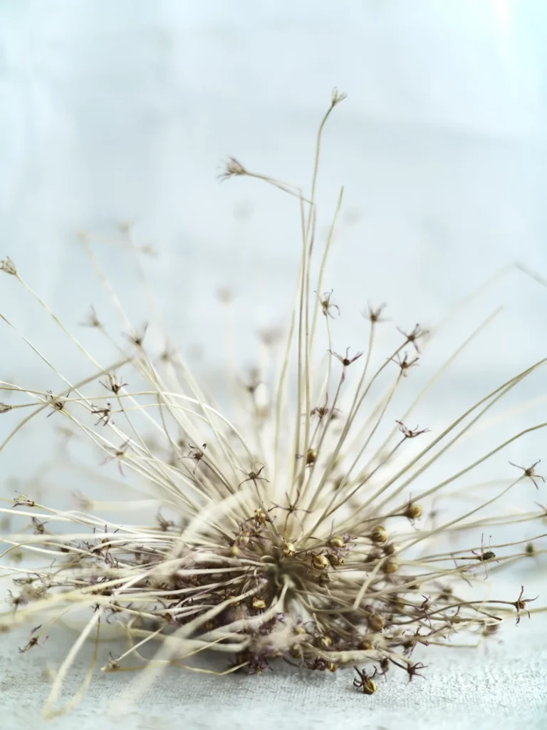 Nahaufnahme einer filigranen, vertrockneten Doldenblüte mit feinen Stängeln und kleinen Samenkapseln vor einem hellen, minimalistischen Hintergrund.