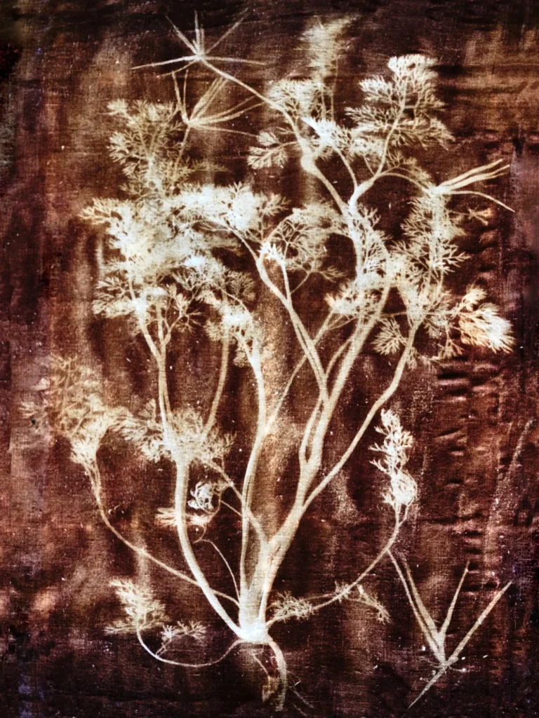 Botanisches Kunstwerk von Dietlind Wolf mit pflanzlichen Strukturen in heller Negativdarstellung auf dunklem Hintergrund – künstlerische Naturstudie über Wachstum, Vergänglichkeit und organische Formen.