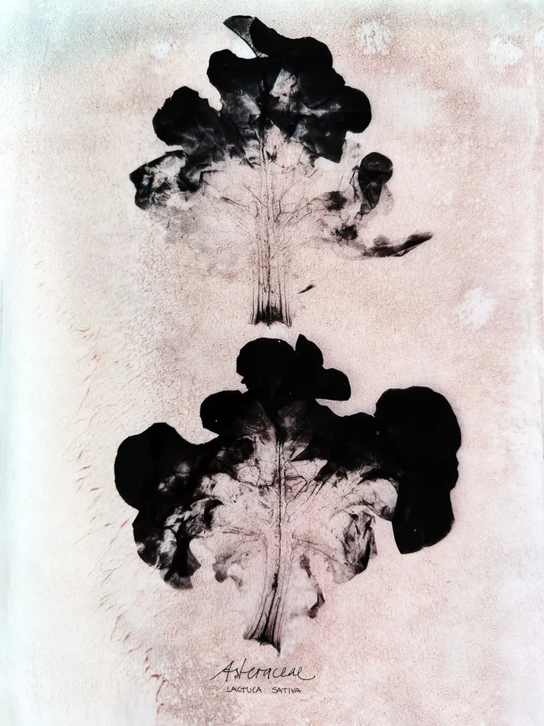 Botanisches Kunstwerk von Dietlind Wolf mit abstrahierter Pflanzenform (Lactuca sativa), in schwarzer Negativstruktur auf hellem Hintergrund – künstlerische Naturstudie über Wachstum, Struktur und Vergänglichkeit.