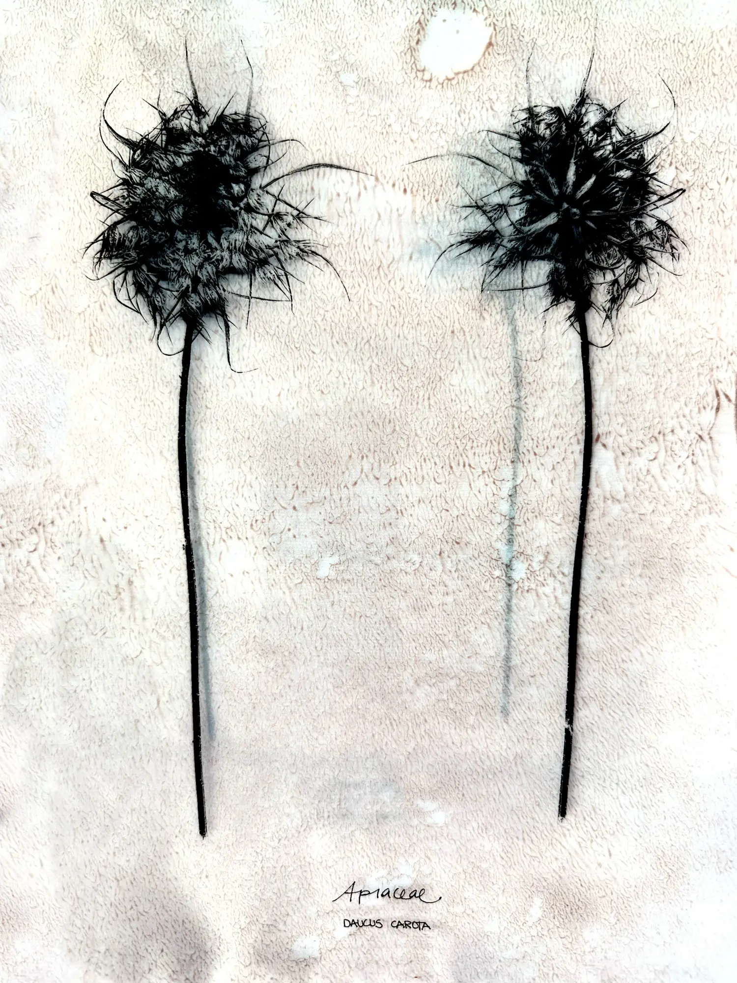 Botanisches Kunstwerk von Dietlind Wolf mit zwei abstrahierten Pflanzenformen (Apiaceae / Daucus carota) in dunkler Negativdarstellung auf hellem Hintergrund – künstlerische Naturstudie über Struktur, Symmetrie und Vergänglichkeit.