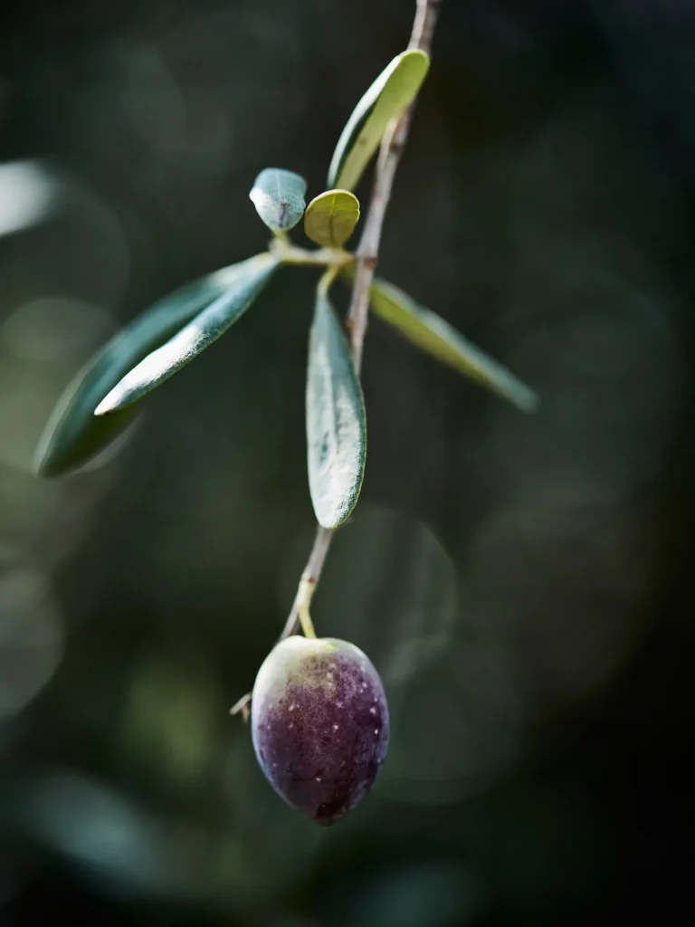 Reife Olive hängt an einem Olivenzweig.