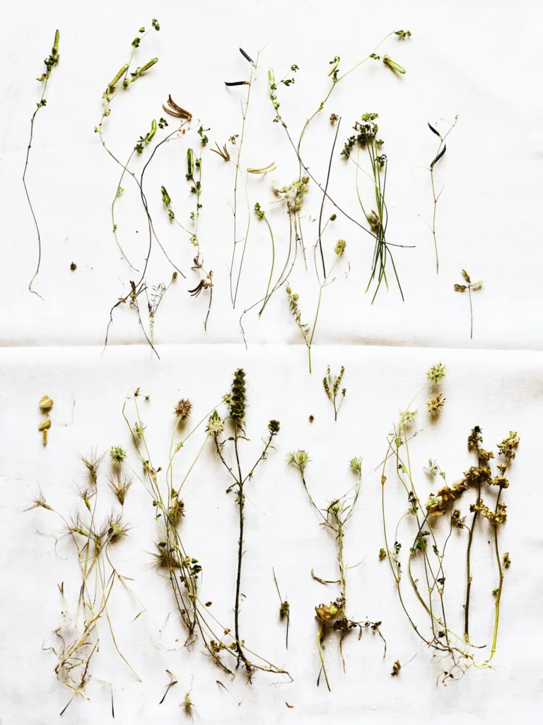 Botanisches Kunstwerk von Dietlind Wolf mit arrangierten Wildpflanzen, Gräsern und Samen auf hellem Hintergrund – künstlerische Naturstudie über Vielfalt, Struktur und Vergänglichkeit natürlicher Formen.