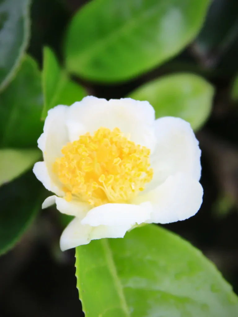 Weiße Teeblüte mit gelbem Blütenzentrum vor grünem Laub, Nahaufnahme.
