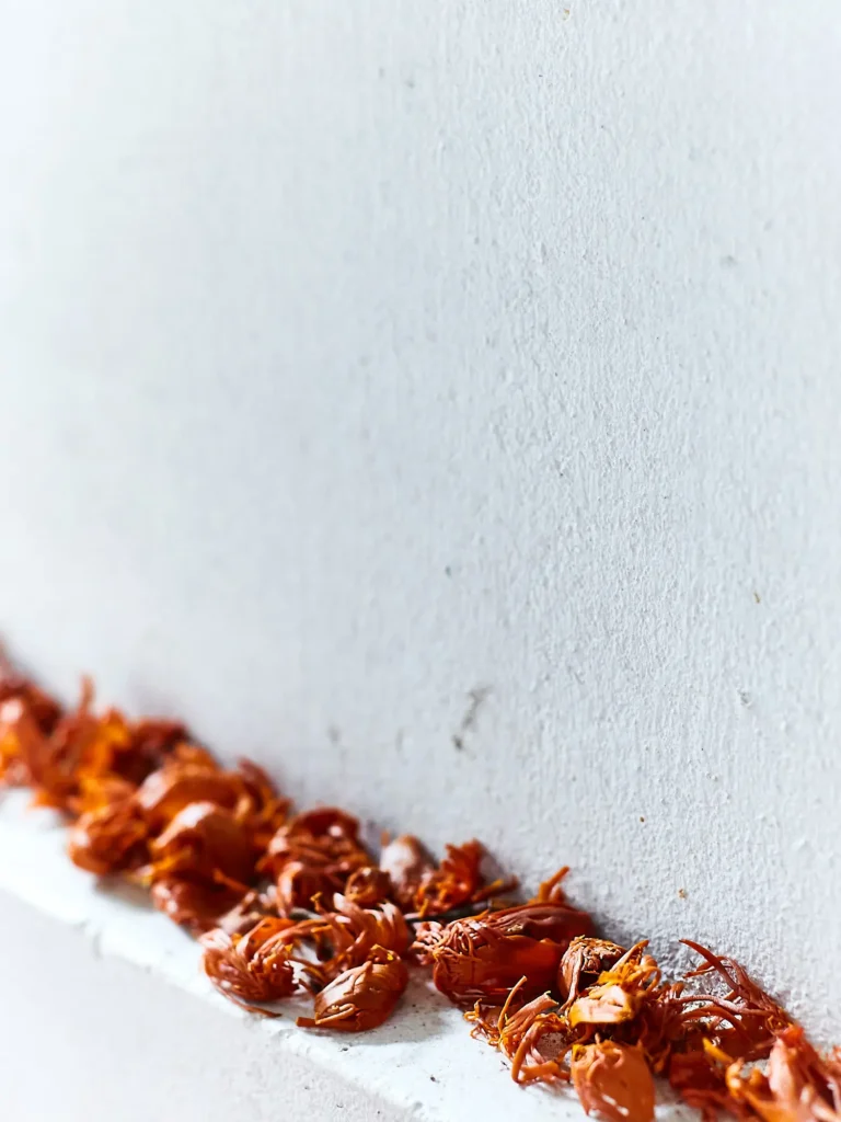 Nahaufnahme von leuchtend orange-braunen, getrockneten Muskatblüten (Macis), die in einer Reihe auf einer hellen, grob strukturierten Steinkante im warmen Sonnenlicht liegen.