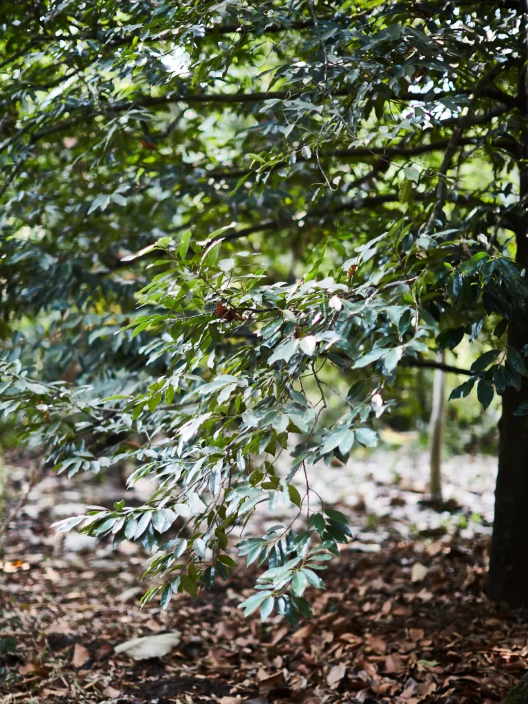 Naturaufnahme eines Baumes mit dichtem, grünem Blätterwerk, dessen Zweige sanft in den Raum ragen, umgeben von einem weich gezeichneten Waldhintergrund und herbstlichem Laub auf dem Boden.
